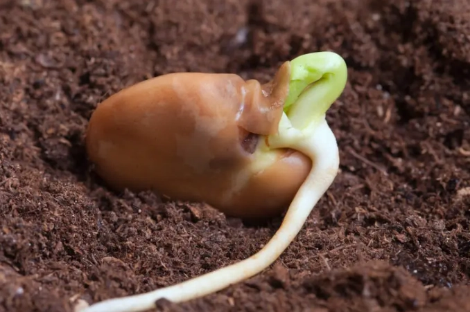 how to germinate seeds