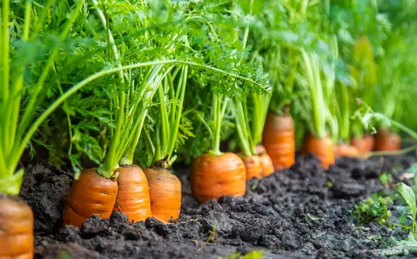 planting carrots