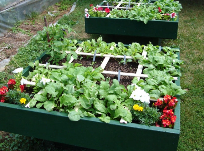 raised bed gardening