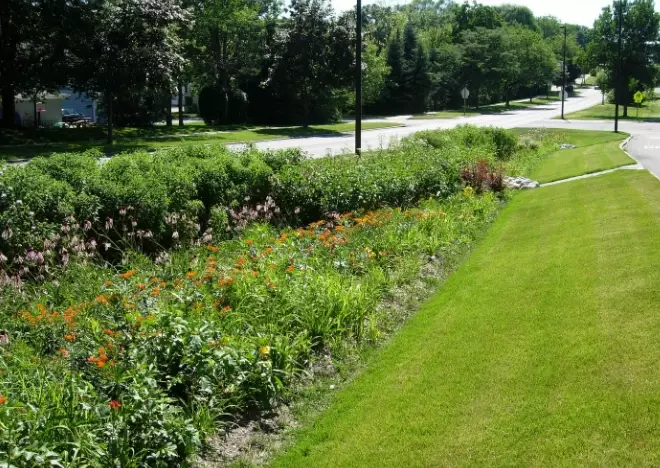 rain garden plants
