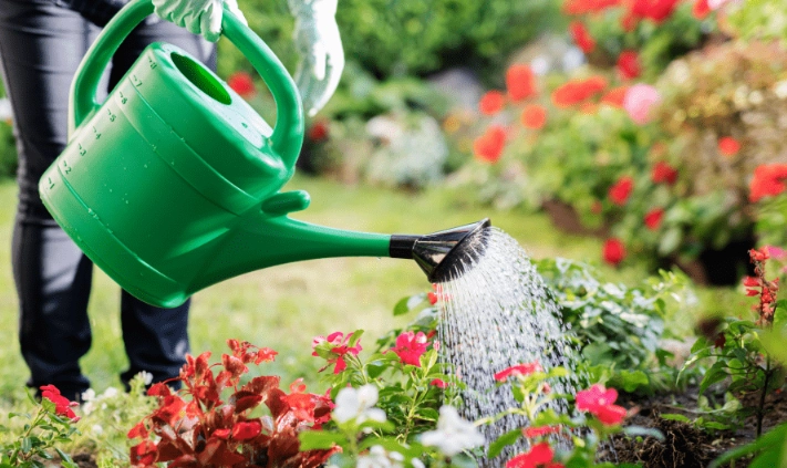 drought tolerant garden