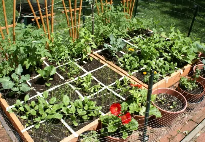 raised bed gardening