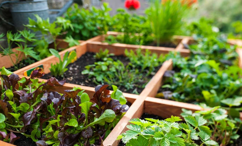 raised bed gardening