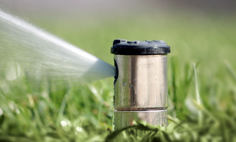 drought tolerant garden