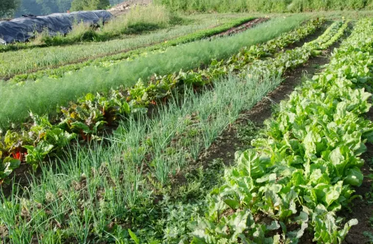 high yield gardening