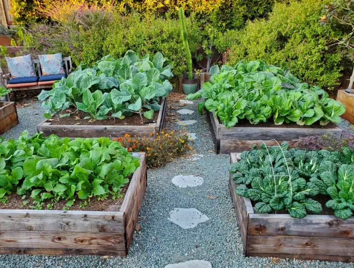 how to start a no-dig garden