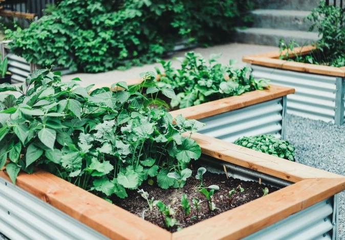 organic gardening for beginners