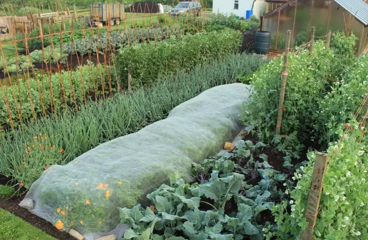 how to start a no-dig garden