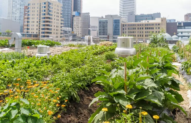 growing vegetables in small spaces