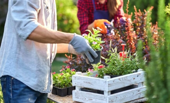 gardening for mental health