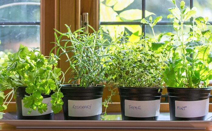 best herbs to grow indoors