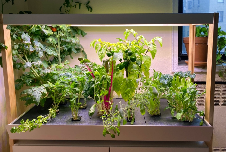 best herbs to grow indoors