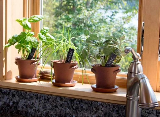 growing herbs indoors