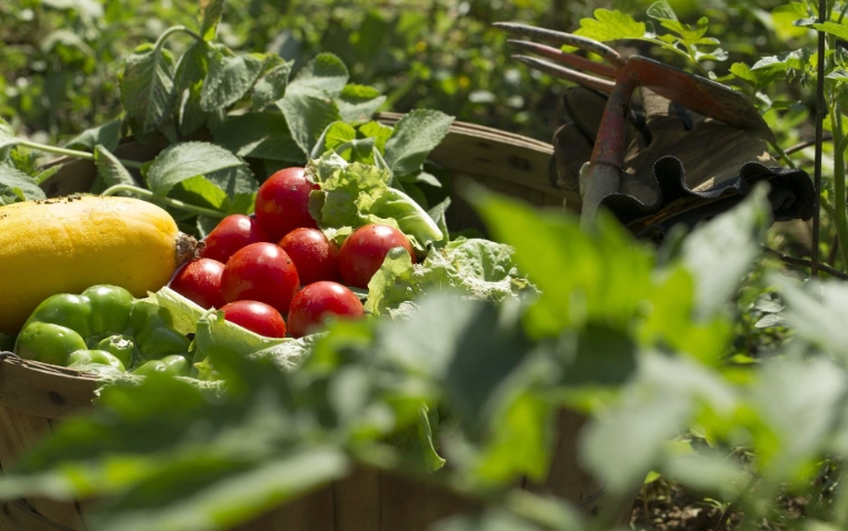 gardening for mental health