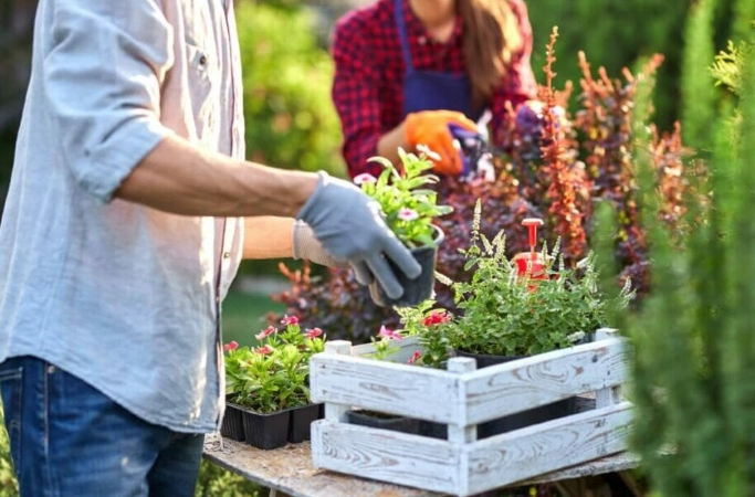 horticultural therapy