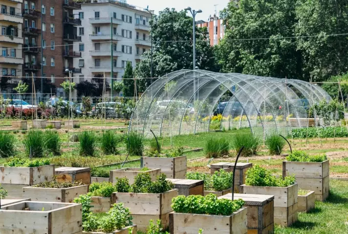 growing vegetables in small spaces