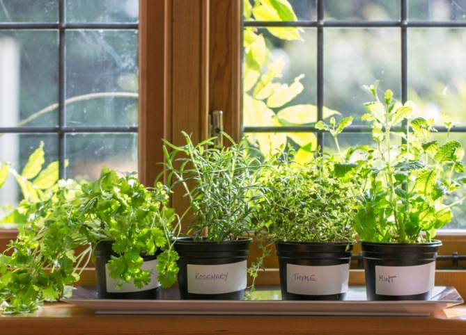 best herbs to grow indoors