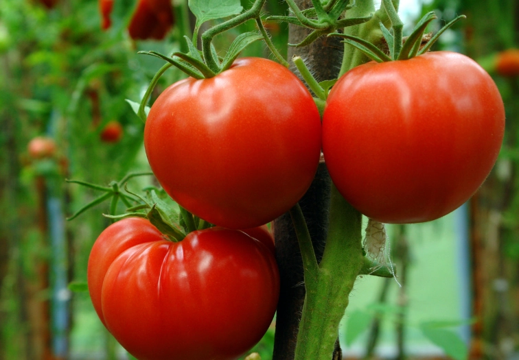 how to grow tomatoes how to grow tomatoes