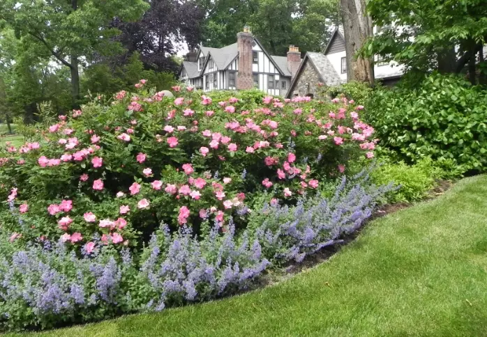 how to grow roses how to grow roses