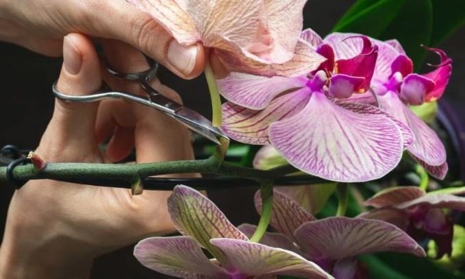 how to care for orchids