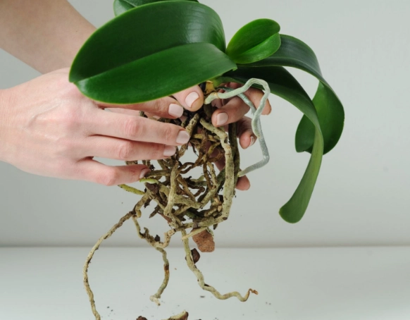 orchid care for beginners