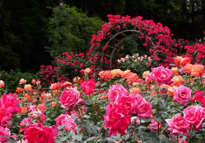 rose care tips rose care tips