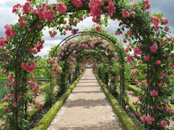 how to grow roses how to grow roses