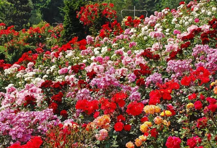 rose care tips rose care tips