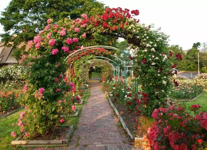 how to grow roses how to grow roses