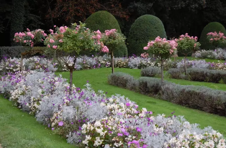 rose care tips rose care tips