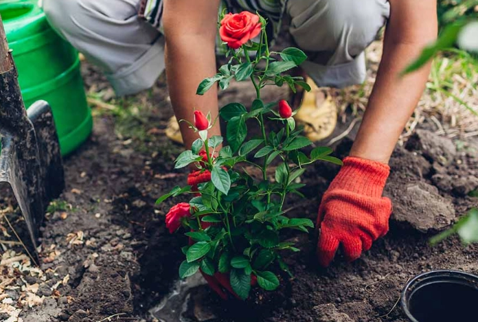 how to grow roses how to grow roses
