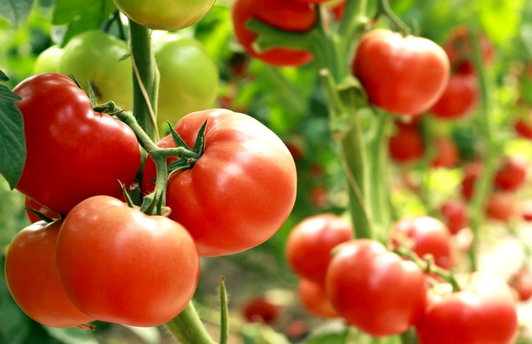 tomato plant care tomato plant care
