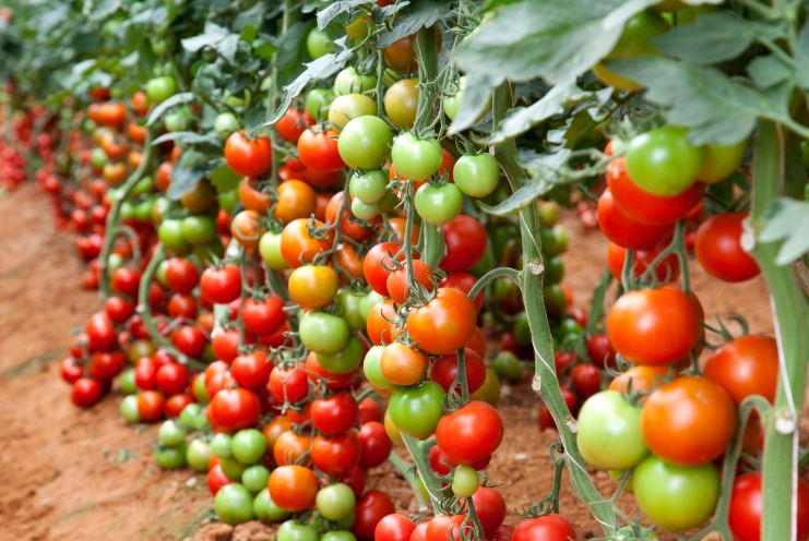 how to grow tomatoes how to grow tomatoes