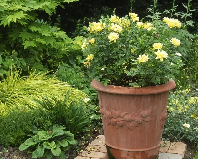 rose care tips rose care tips