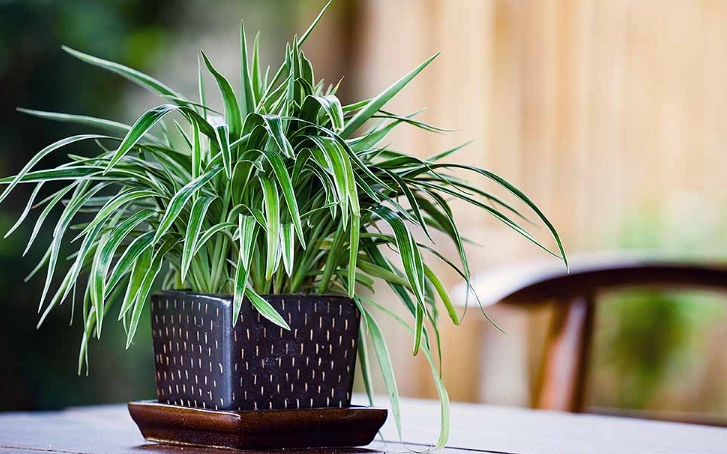 how to water indoor plants