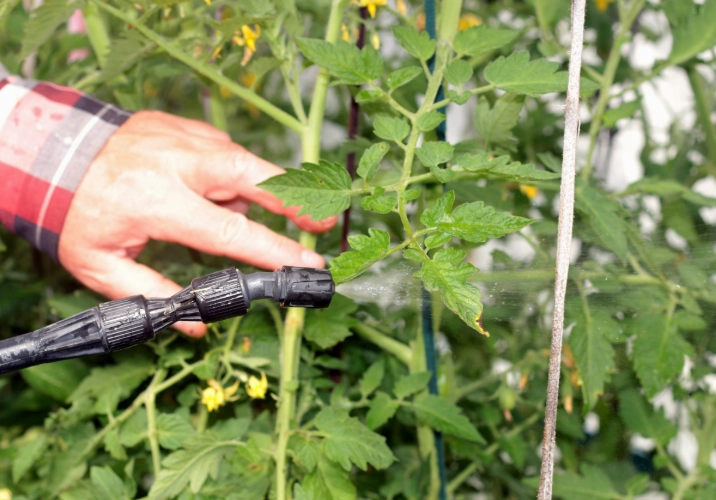 natural pest control for plants