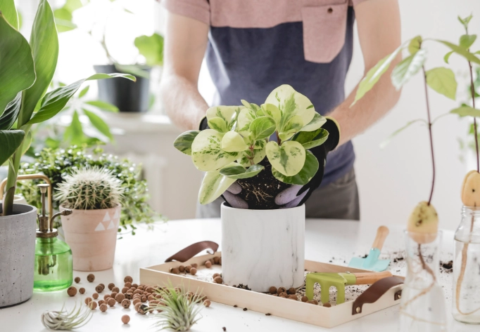 indoor plant care tips