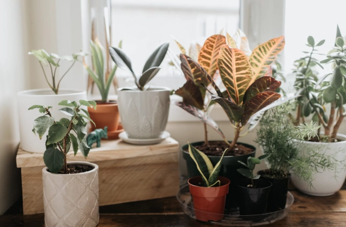 indoor plant care tips