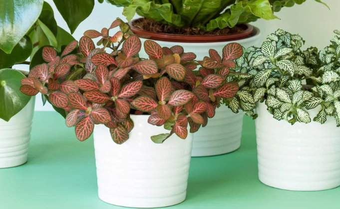 indoor plant care tips
