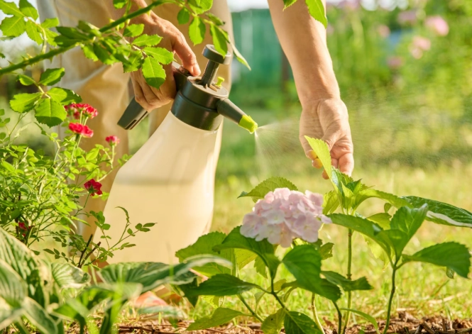 how to get rid of aphids