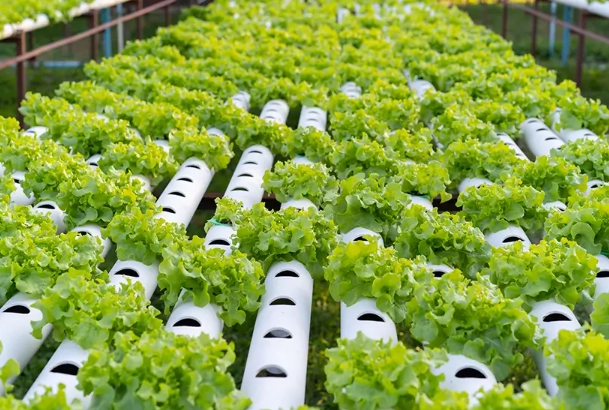 hydroponic gardening for beginners