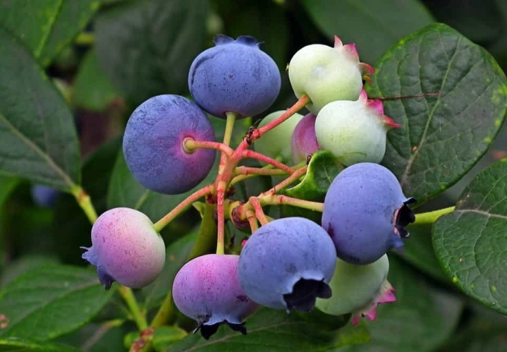 blueberry fertilizer