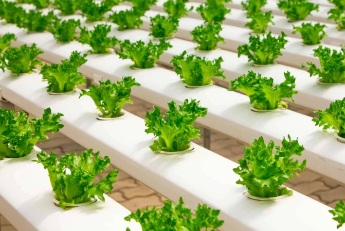 hydroponic gardening for beginners