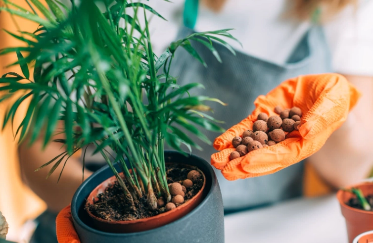 low light indoor plants