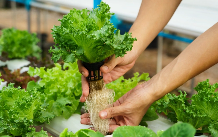 how to start hydroponic gardening