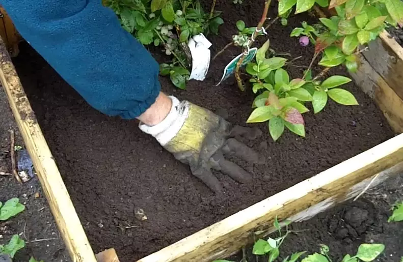 blueberry fertilizer