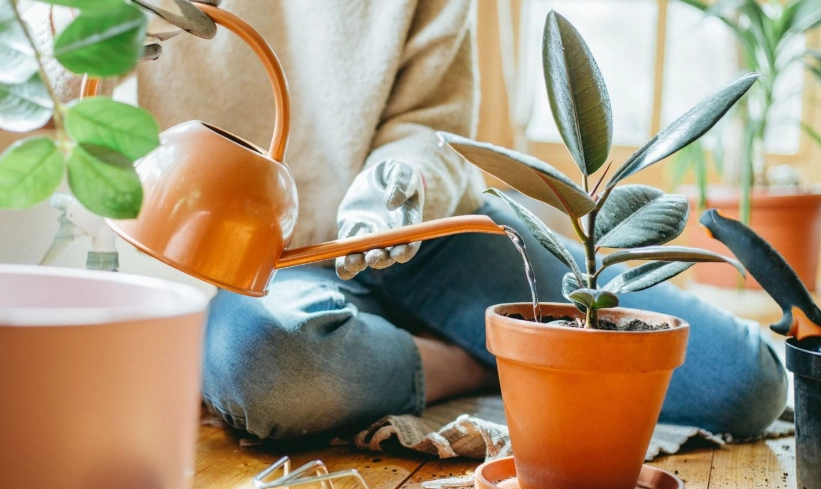low light indoor plants