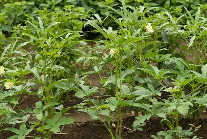 best fertilizer for okra best fertilizer for okra