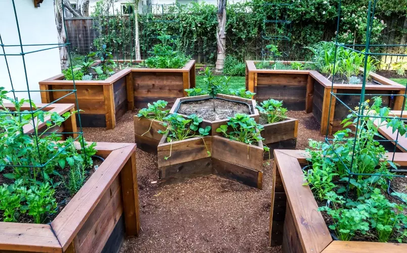 best plants for raised beds best plants for raised beds