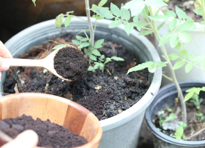 composting coffee grounds composting coffee grounds